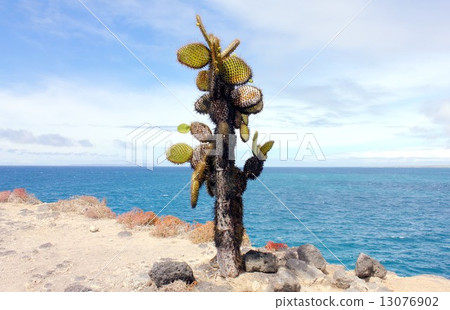 生物進化的島嶼，漂浮在太平洋，加拉帕戈斯群島的美麗海洋和仙人掌 13076902