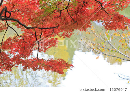 秋葉反映 13076947