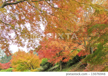 秋葉漸變 13076948