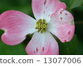 Dogwood 13077006