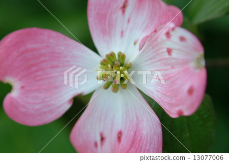 Dogwood Dogwood 13077006