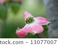 Dogwood 13077007