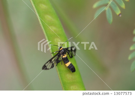 生物Mura Matsu Canoco♂，2004年在與那國島確認的外來物種。它似乎已在石垣島成熟 13077573