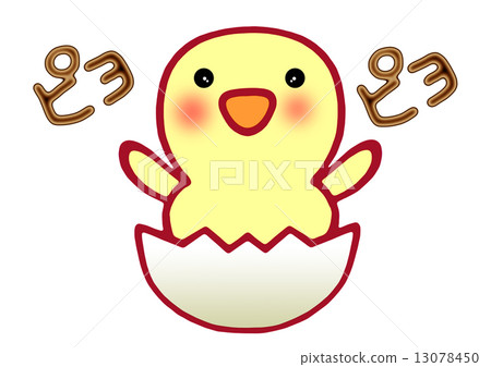 小雞 小雞 13078450