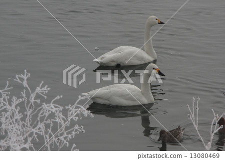 Swan Lake (Azumino) Swan Lake (Azumino) 13080469