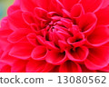 Dahlia Flower 13080562