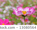 Cosmos Cosmos Flowers 13080564