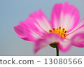 Cosmos Cosmos Flowers 13080566
