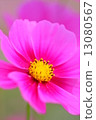 Cosmos Cosmos Flowers 13080567