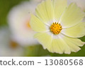 Cosmos Cosmos Flowers 13080568