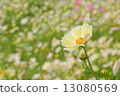 Cosmos Cosmos Flowers 13080569