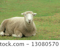 Sheep Sheep 13080570