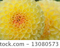 Dahlia Flower 13080573