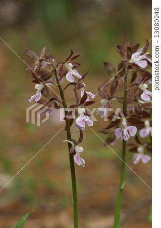 It seems that the area around Ebina root of Ebina honey is shrimp. It seems that the area around Ebina root of Ebina honey is shrimp. 13080948