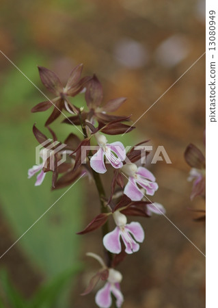 It seems that the area around Ebina root of Ebina honey is shrimp. It seems that the area around Ebina root of Ebina honey is shrimp. 13080949