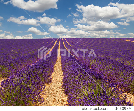 Provence. France. Provence. France. 13080989