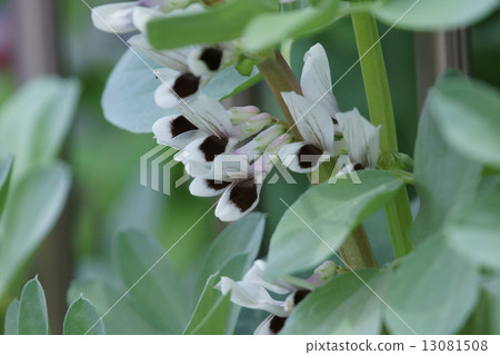 Saya faces against the sky so bean flower language is "longing" Saya faces against the sky so bean flower language is "longing" 13081508