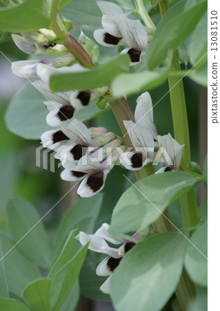 Saya faces against the sky so bean flower language is "longing" 13081510