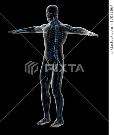 3d rendered illustration of the male nervous system 13081664