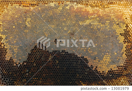 bee honeycombs bee honeycombs 13081979