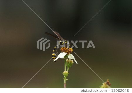 在班納公園（Banna Park）中發現的原蟲（Haranagasu）蜜蜂。儘管大小和形狀都是黃蜂，但它們都是花哨的老虎圖案。 13082048