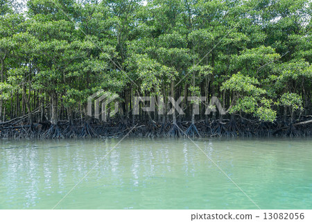 Mangrove forest of Iriomote Island Nakagawa river 13082056