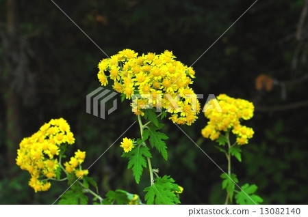 口香糖 口香糖 13082140