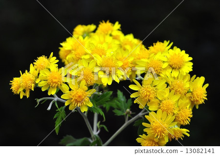 口香糖 口香糖 13082141