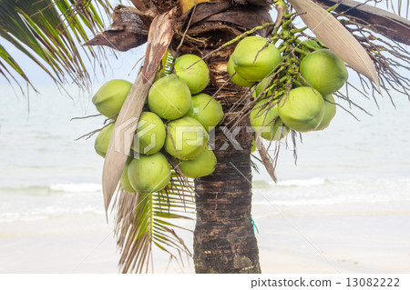 coconuts on tree coconuts on tree 13082222