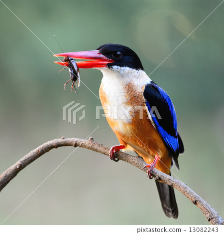 Black-capped Kingfisher Black-capped Kingfisher 13082243