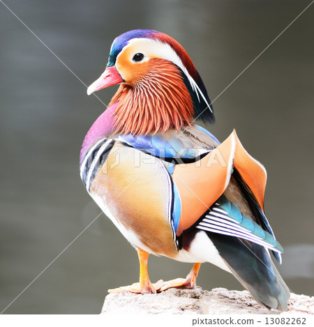 male Mandarin Duck 13082262