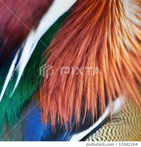 Mandarin Duck feathers 13082264