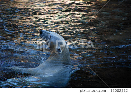 Swimming white bear 13082312