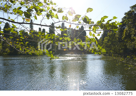 Urban park 13082775