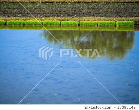 水稻種植前的稻田 水稻種植前的稻田 13083142