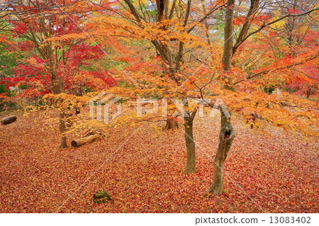 秋葉在一邊 13083402