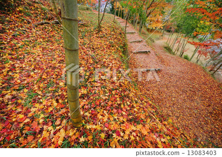 人行道充滿秋葉 13083403