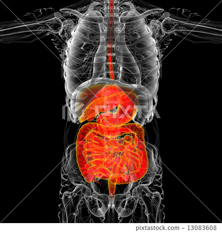 3d render medical illustration of the human digestive system 3d render medical illustration of the human digestive system 13083608