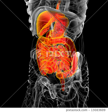 3d render medical illustration of the human digestive system 3d render medical illustration of the human digestive system 13083609
