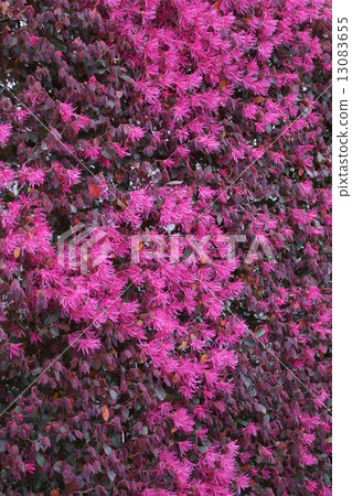Safflower Tokiwa Full-bodied Safflower Tokiwamansaku leaves are also red in color. 13083655