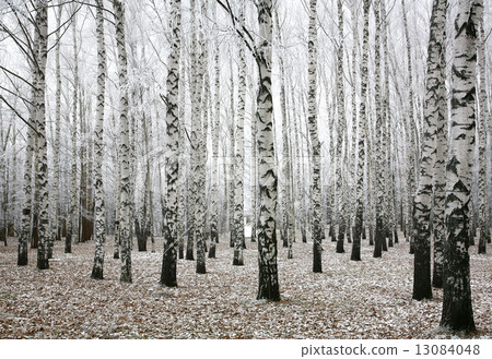 Winter birches and autumn leaves 13084048