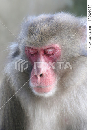 Takasakiyama monkey 13084053