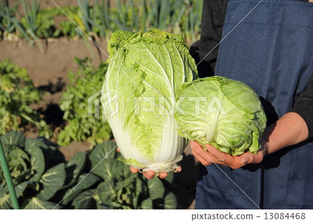 Cabbage and Chinese cabbage 13084468