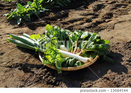 Winter vegetables just harvested 13084544