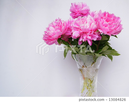 牡丹根 切花 照片素材 圖片 圖庫
