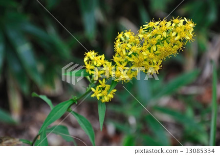 黃花 黃花 13085334