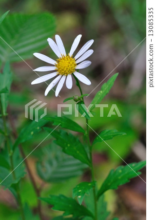 Yuugagiku Yuugagiku 13085335