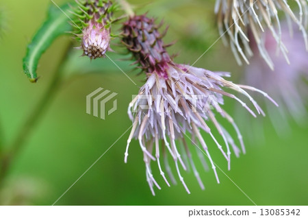 Ty thistle 13085342