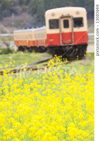 Rape blossoms and trains 13085669