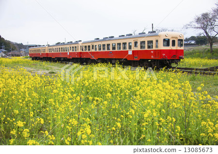 Rape blossoms and cherry blossoms Rape blossoms and cherry blossoms 13085673